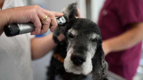 Eine Tierärztin untersucht in einer Tierarzt-Praxis die Ohren eines Hundes der Rasse English Cocker Spaniel.