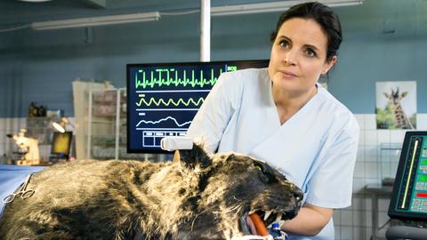 Eine Tierärztin untersucht einen betäubten Panther.