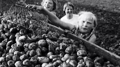 Zur Kartoffelernte, aber auch bei der Weinernte werden viele Hände gebraucht, auch Kinderhände. Deshalb gab es zu dieser Zeit früher schulfrei. So entstanden die heutigen Herbstferien.
