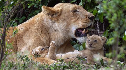 Eine Löwenmutter schleckt ihr Junges ab