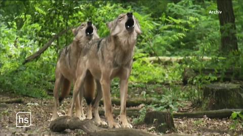 Zwei heulende Wölfe