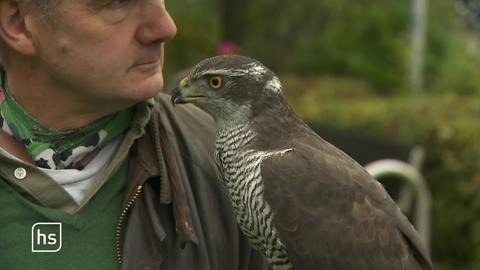 Falkner mit Adler.