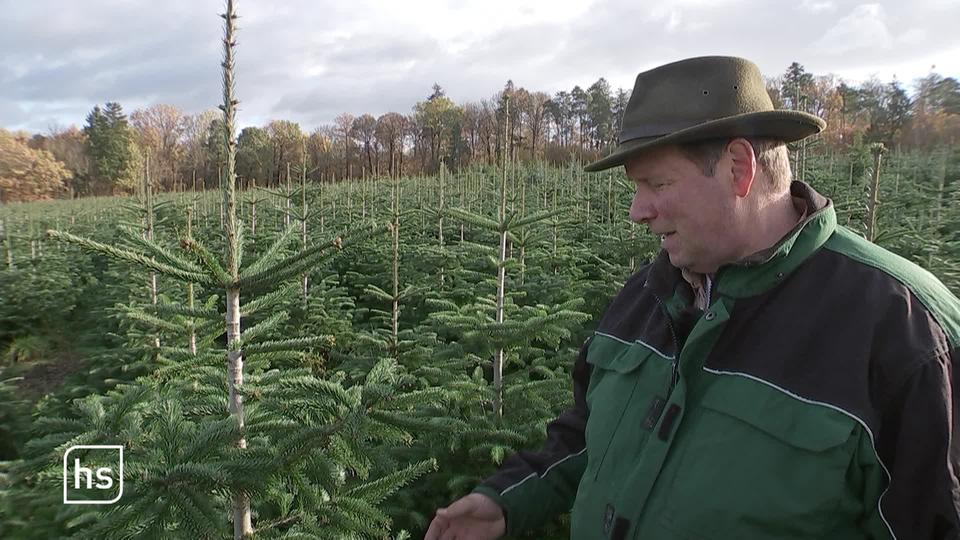Weihnachtsbaum selber schlagen Angebote in Hessen hessenschau.de Freizeit