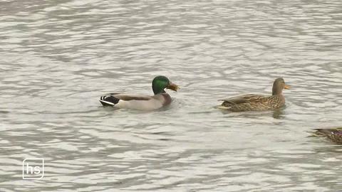 Zwei Enten scheimmen hintereinander her.