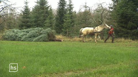Pferd zieht Tannenbaum aus Wald
