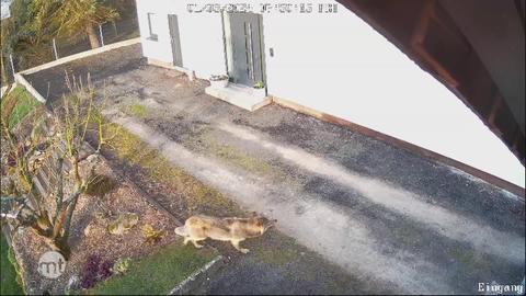 Überwachungskamera filmt, wie ein Wolf bei Tag an einem Haus vorbei läuft