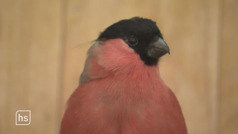 Roter Vogel mit schwarzem Kopf
