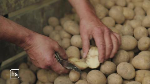 Befallene Kartoffel aufgeschnitten auf Kartoffelhaufen