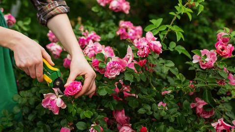 Eine Gärtnerin schneidet eine rosa Rose.
