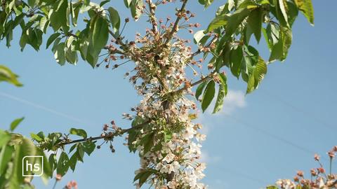 Weiße Kirschblüten am Baum