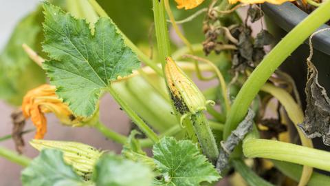 Eine Zucchinipflanze mit Schädlingsbefall.