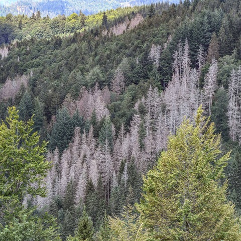 Luftbild eines ausgedörrten Nadelholzwaldes mit abgestorbenen Bäumen.