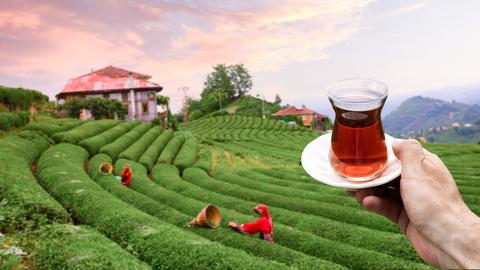 Teeanbau in der Türkei