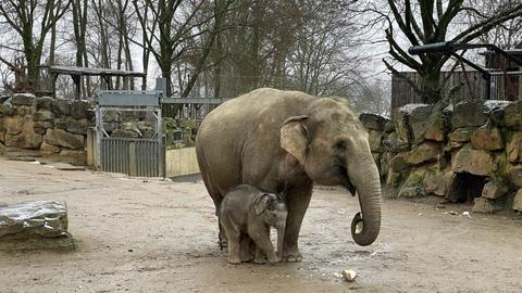 Nachwuchs im Zoo Osnabrück - Elefantenbaby Yaro darf auch im Winter mit Mama Doanita nach draußen, allerdings nur für etwa eine Stunde. Die Gefahr, dass sie sich erkälten, ist zu groß.