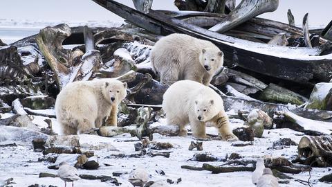 Drei Eisbären suchen inmitten von Walgerippen nach Essbarem.