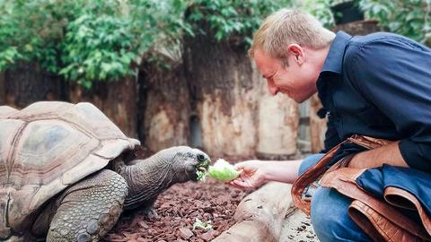 Tobias Kämmerer füttert eine Riesenschildkröte.