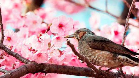 Kirschblüten sind eines der wichtigsten Symbole der japanischen Kultur. Die Bäume bieten zahllosen Vögeln einen sicheren Nistplatz in den Parks von Tokio.