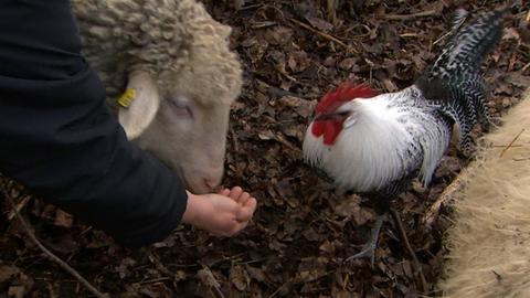 Kinderfarm