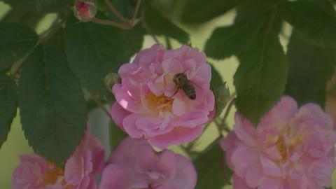 Biene auf Rosenblüte