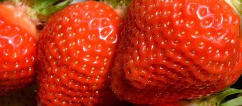 Erdbeeren