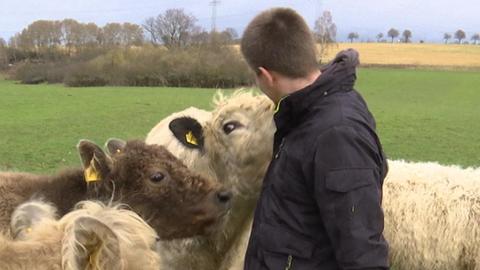 Galloway Rinder Lohfelden Max Gundelach