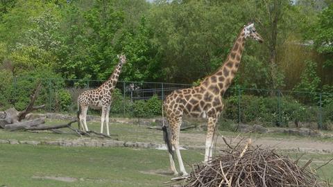 Giraffen im Opelzoo