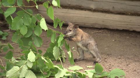 Kängurubaby Waldzoo Offenbach
