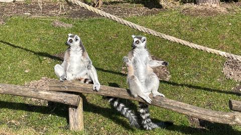 Kattas im Opelzoo