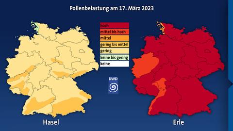 pollenbelastung