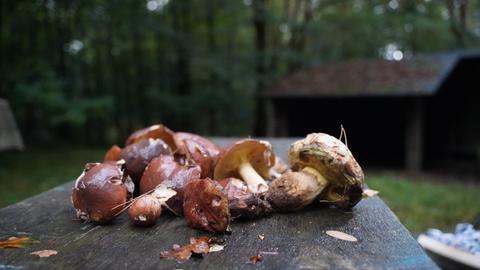 Pilze