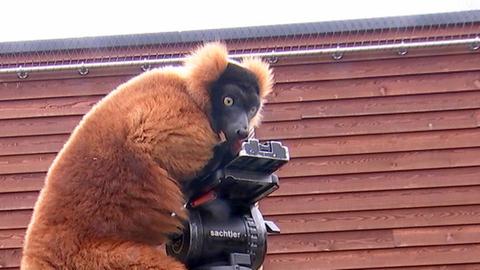 Roter Vari Lemure Opelzoo Kronberg