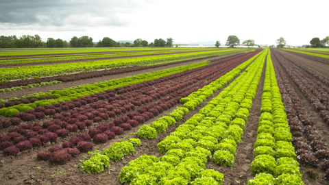 Salatfeld