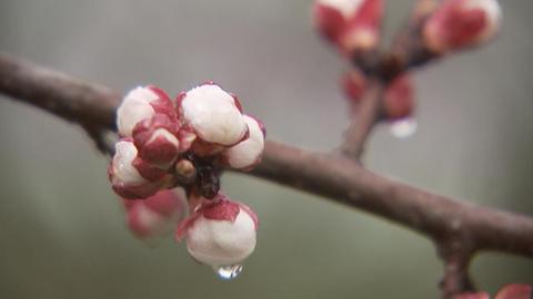 Aprikosenblüte
