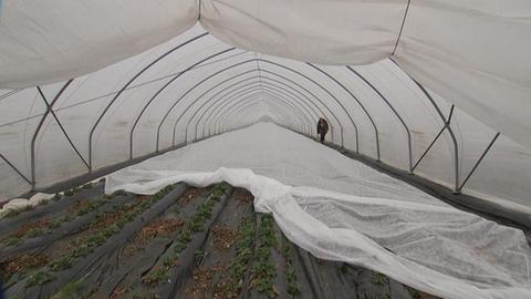 Folientunnel