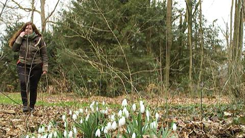Frühblüher im Wald