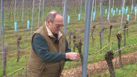 Weinbau