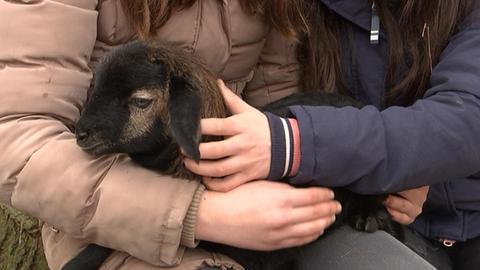 Schafe als Landschaftspfleger in der Förderschule