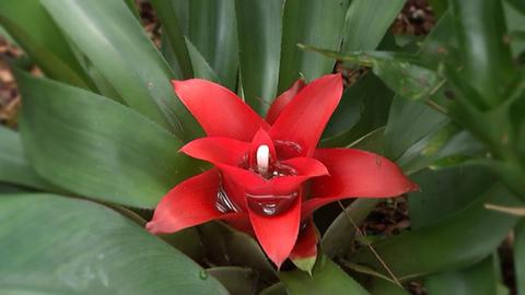 Tropicarium
