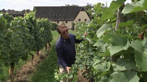 Weingut Ott