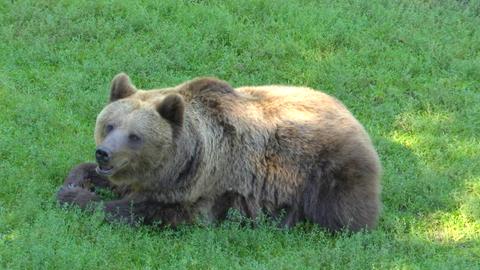 Bär im Tierpark Knüll