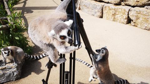 Lemuren Opel-Zoo