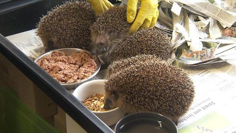 Wildtierhilfe Offenbach