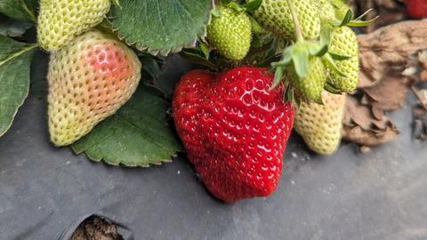 frühe Erdbeeren