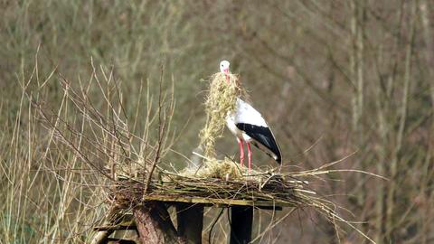 Storch Fasanerie Hanau