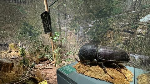 Modell eines Borkenkäfers in der Waldausstellung Kassel