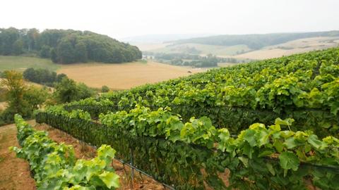 Weinberg Liebenau Zwergen