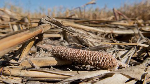  Ein verkümmerter Maiskolben liegt auf einem von Trockenheit, Hitze und Unwettern stark geschädigtem Maisfeld.