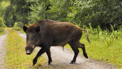 Ein Wildschwein im Wald