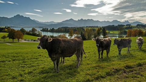 Kühe auf einer Weide oberhalb des Forggensees, im Hintergrund der Forggensee und links der Säuling (2047 m)