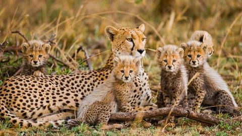 Gepardin mit Jungen im Serengeti National Park in Afrika